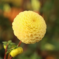 Buttercup Dahlia Knöl
