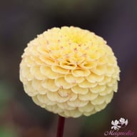Buttercup Dahlia Knöl