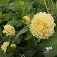BY Blondie (stickling) Dahlia Stickling