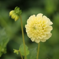 BY Blondie (cutting) Dahlia Cutting