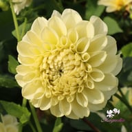 BY Blondie (stickling) Dahlia Stickling