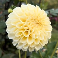 BY Blondie (stickling) Dahlia Stickling
