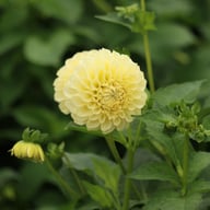 BY Blondie (cutting) Dahlia Cutting
