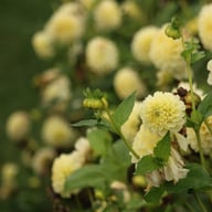 BY Blondie (stickling) Dahlia Stickling