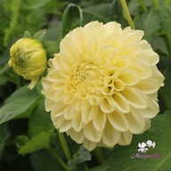 BY Blondie (stickling) Dahlia Stickling