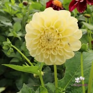 BY Blondie (stickling) Dahlia Stickling