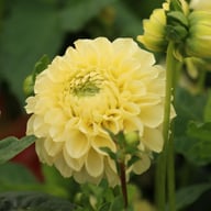 BY Blondie (cutting) Dahlia Cutting