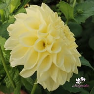 BY Blondie (stickling) Dahlia Stickling