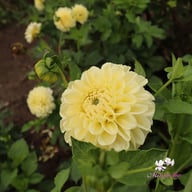 BY Blondie (stickling) Dahlia Stickling