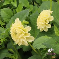 BY Blondie (stickling) Dahlia Stickling