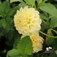 BY Blondie (stickling) Dahlia Stickling