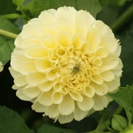 BY Blondie (cutting) Dahlia Cutting