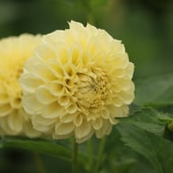 BY Blondie (cutting) Dahlia Cutting
