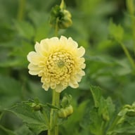 BY Blondie (cutting) Dahlia Cutting