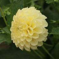 BY Blondie (cutting) Dahlia Cutting