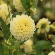 BY Blondie (stickling) Dahlia Stickling