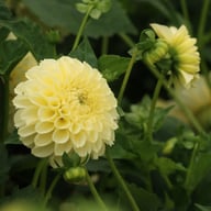 BY Blondie (cutting) Dahlia Cutting