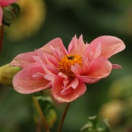 BY So Sassy (stickling) Dahlia Stickling