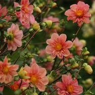 BY So Sassy (stickling) Dahlia Stickling
