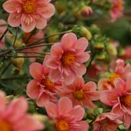 BY So Sassy (stickling) Dahlia Stickling