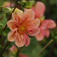 BY So Sassy (stickling) Dahlia Stickling