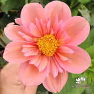 BY So Sassy (stickling) Dahlia Stickling