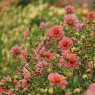 BY So Sassy (stickling) Dahlia Stickling