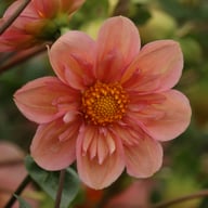 BY So Sassy (stickling) Dahlia Stickling