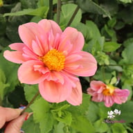BY So Sassy (stickling) Dahlia Stickling