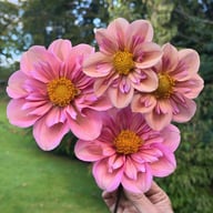 BY So Sassy (stickling) Dahlia Stickling