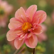 BY So Sassy (stickling) Dahlia Stickling