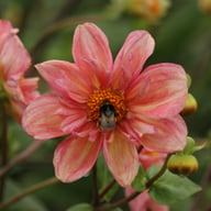 BY So Sassy (stickling) Dahlia Stickling