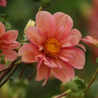 BY So Sassy (stickling) Dahlia Stickling