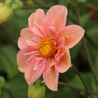BY So Sassy (stickling) Dahlia Stickling