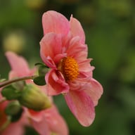 BY So Sassy (stickling) Dahlia Stickling