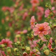 BY So Sassy (stickling) Dahlia Stickling