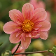 BY So Sassy (stickling) Dahlia Stickling