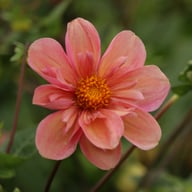 BY So Sassy (stickling) Dahlia Stickling