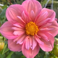 BY So Sassy (stickling) Dahlia Stickling