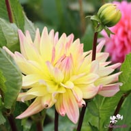Cabana Banana Dahlia Tuber
