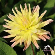 Cabana Banana Dahlia Tuber