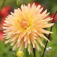 Cabana Banana Dahlia Tuber