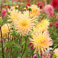 Cabana Banana Dahlia Tuber