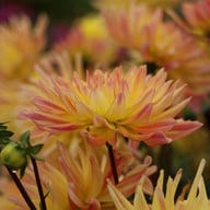 Cabana Banana Dahlia Tuber