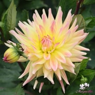 Cabana Banana Dahlia Tuber