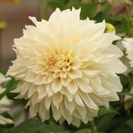 Café au Lait Dahlia Tuber