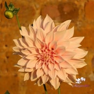 Café au Lait Dahlia Tuber