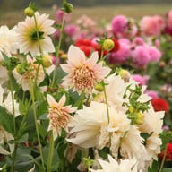 Café au Lait Dahlia Tuber