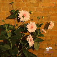 Café au Lait Dahlia Tuber