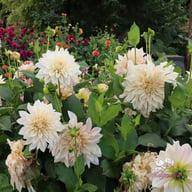 Café au Lait Dahlia Tuber